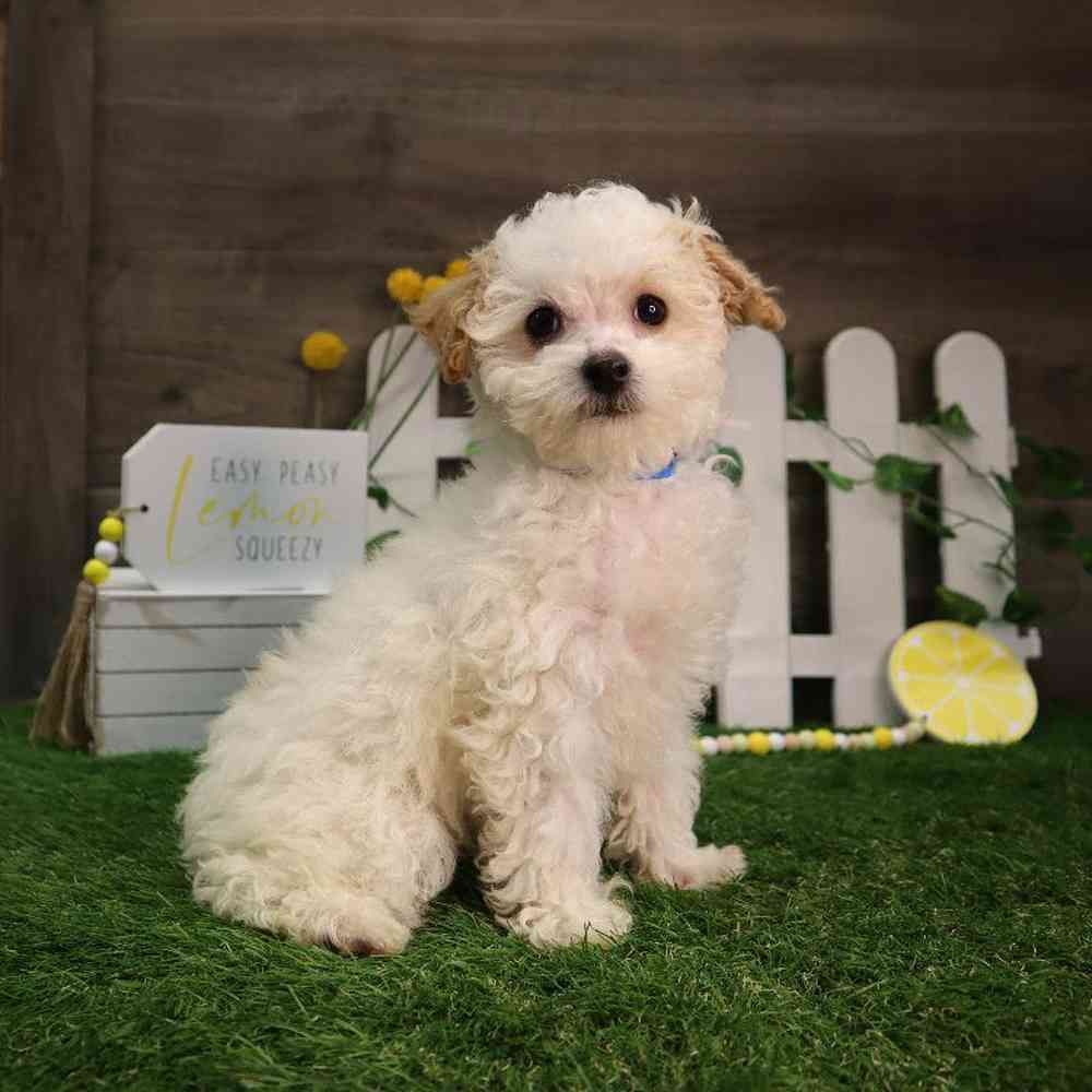 Male Poodle Puppy for Sale in Blaine, MN