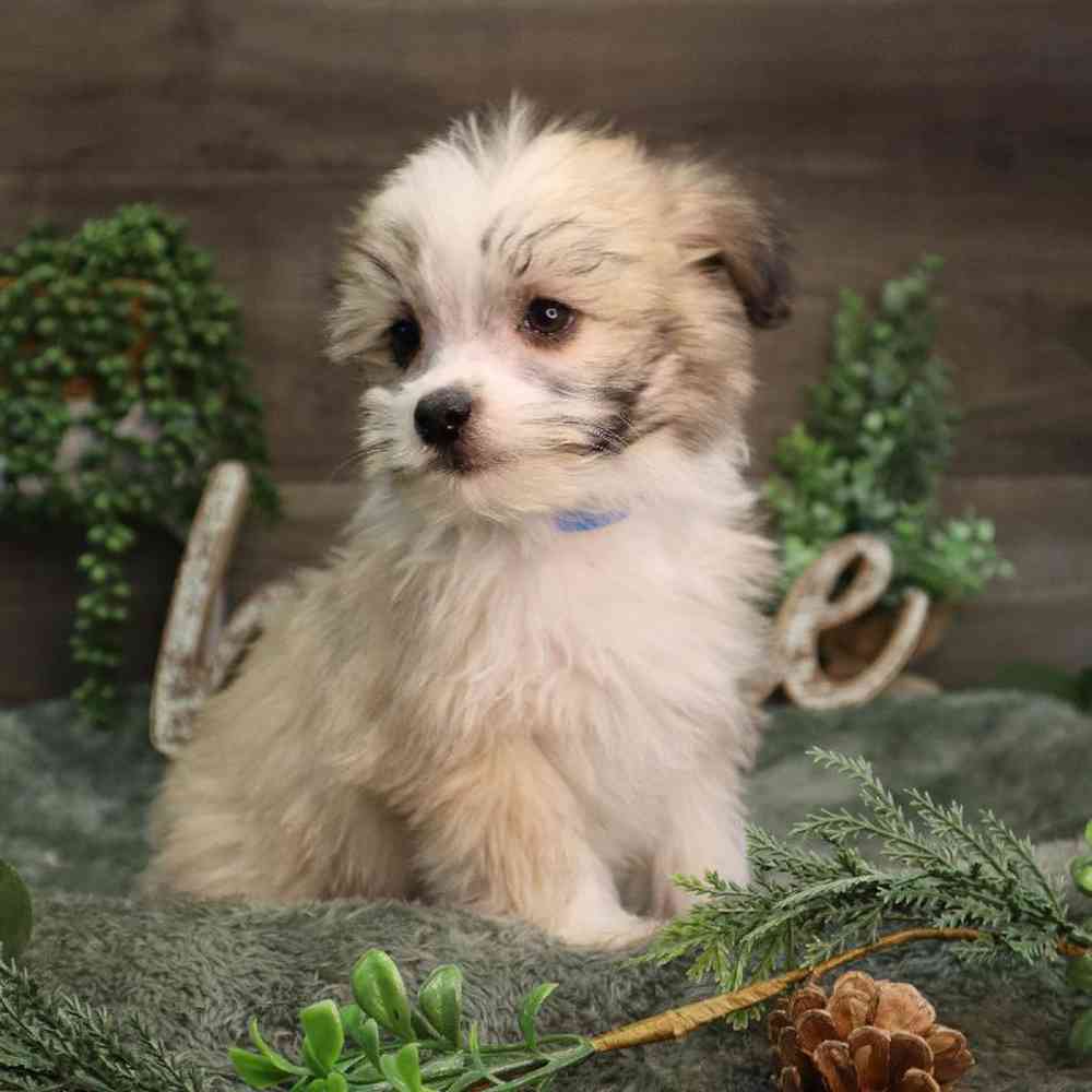 Male PomChi-Maltese Puppy for Sale in Blaine, MN