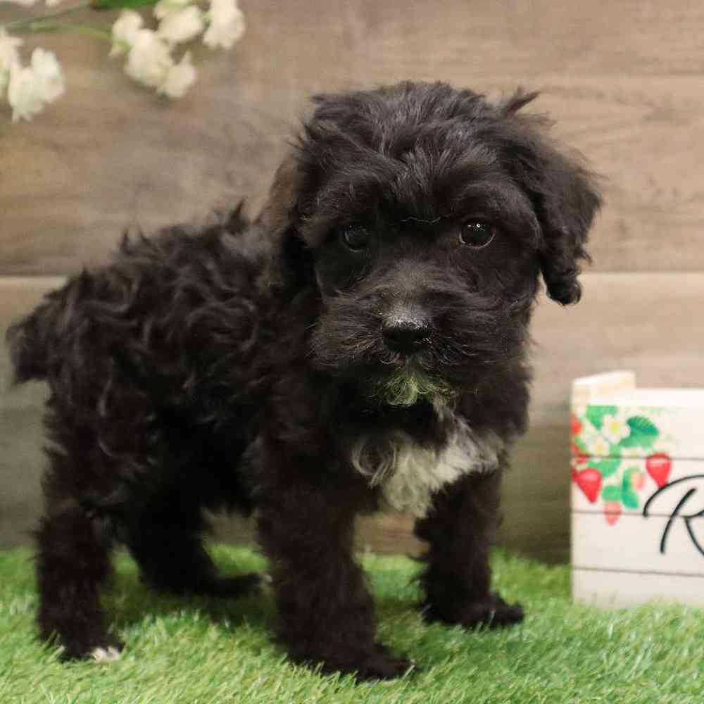 Male Mini Schnauzer-Mini Poodle Puppy for sale