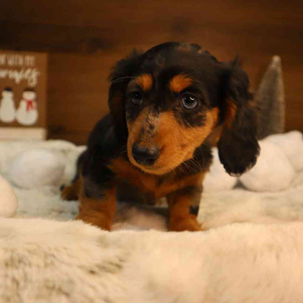 Female Dachshund Puppy for Sale in Blaine, MN