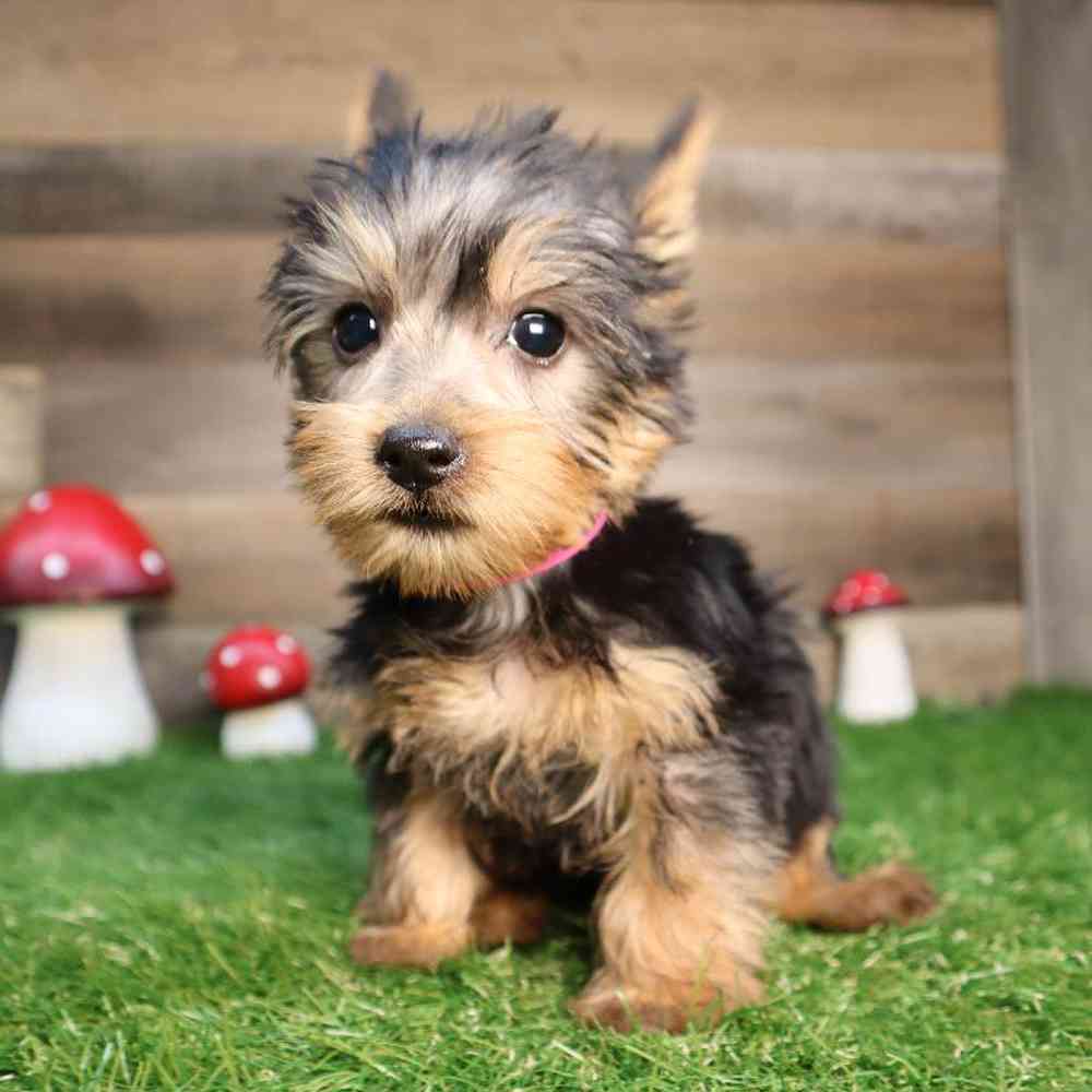 Female Silky Terrier Puppy for Sale in Blaine, MN