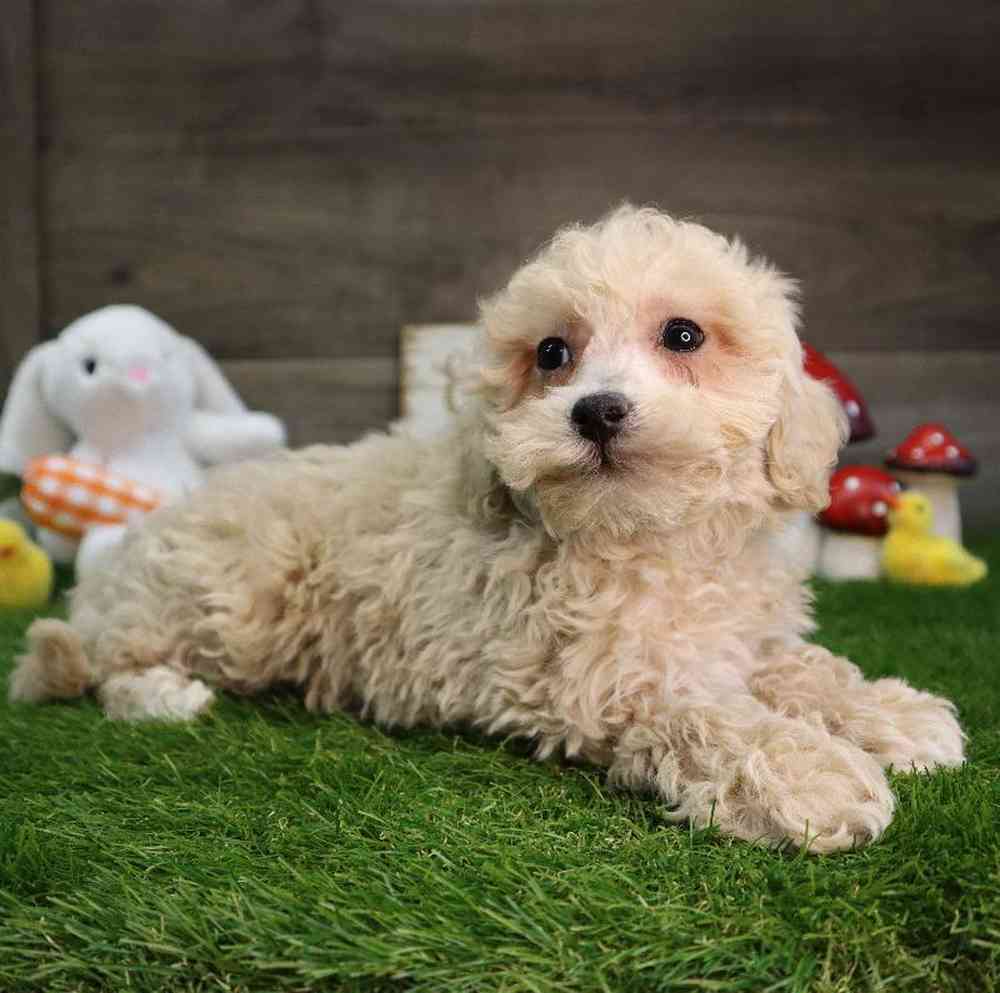 Male Bichon-Poodle-Maltese Puppy for Sale in Blaine, MN