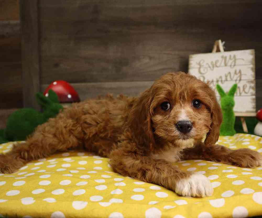 Female Cavapoo Puppy for Sale in Blaine, MN
