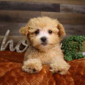 Maltipoo