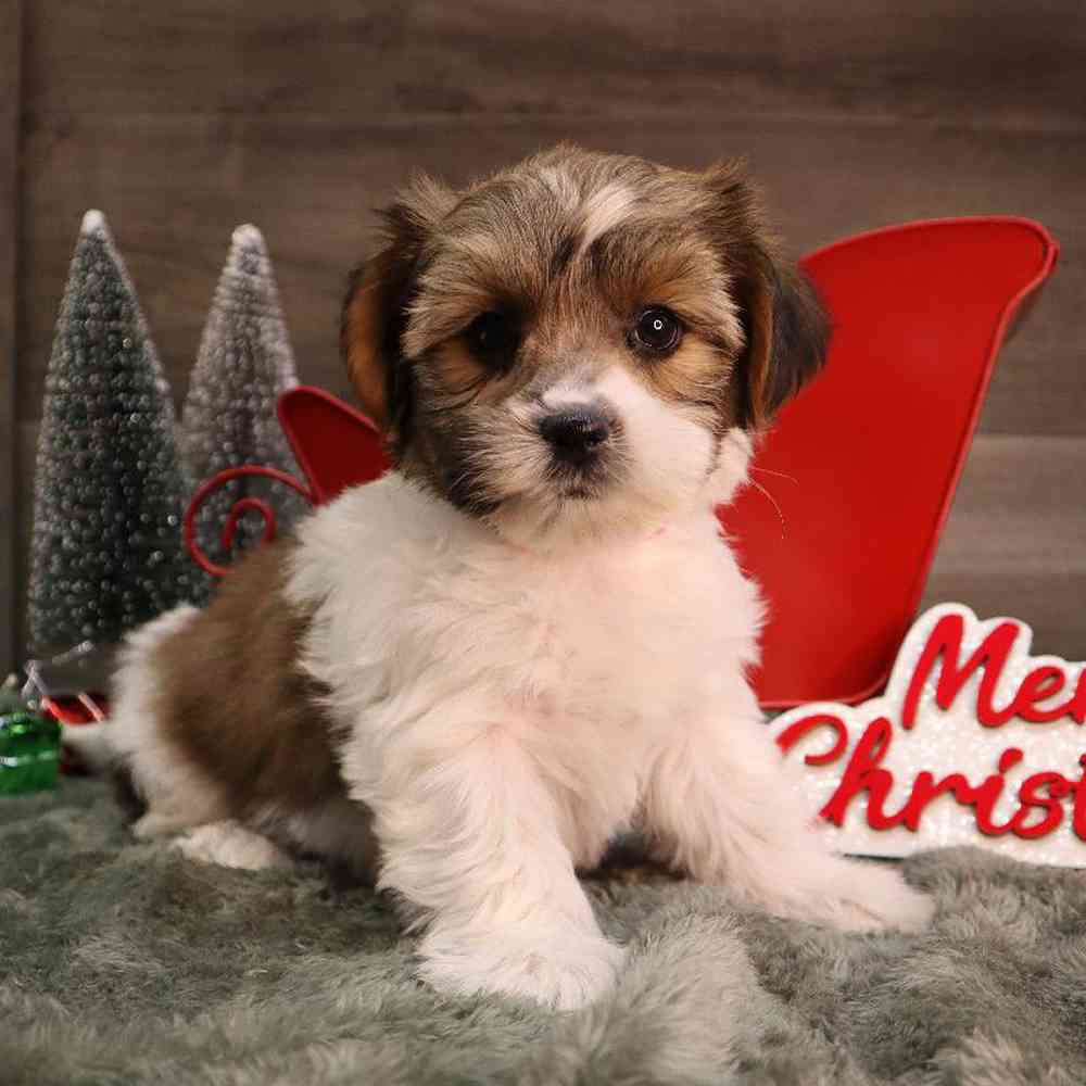 Female Shorkie Puppy for Sale in Blaine, MN