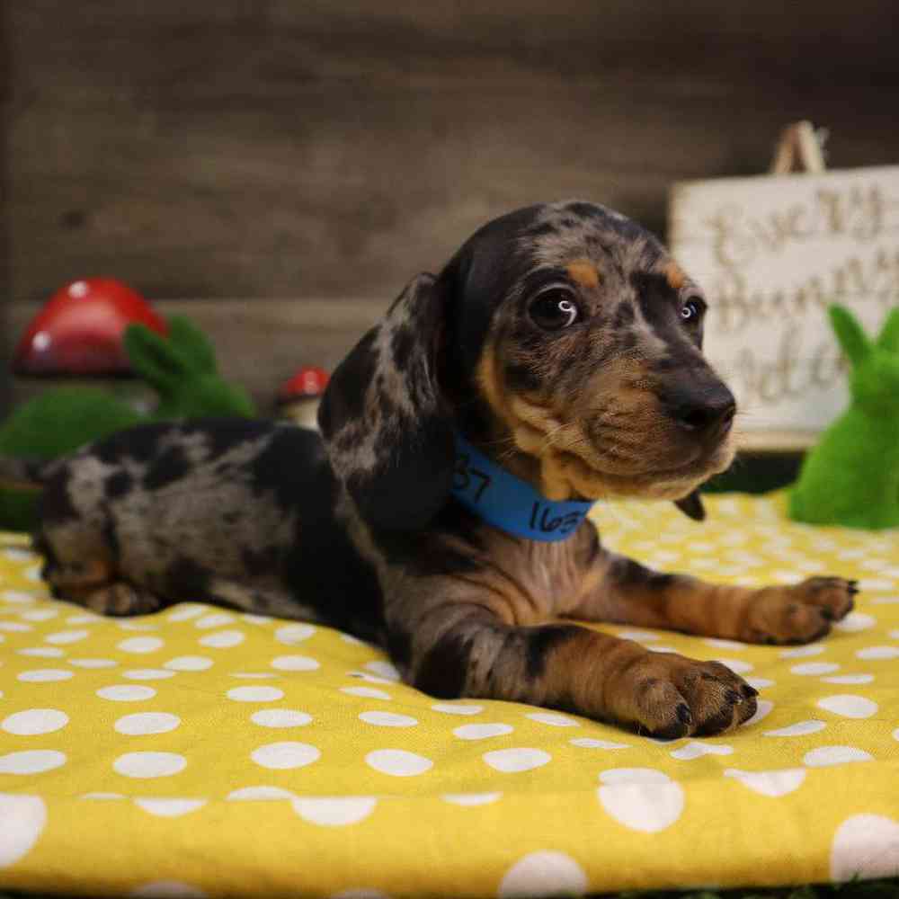 Male Dachshund Puppy for Sale in Blaine, MN
