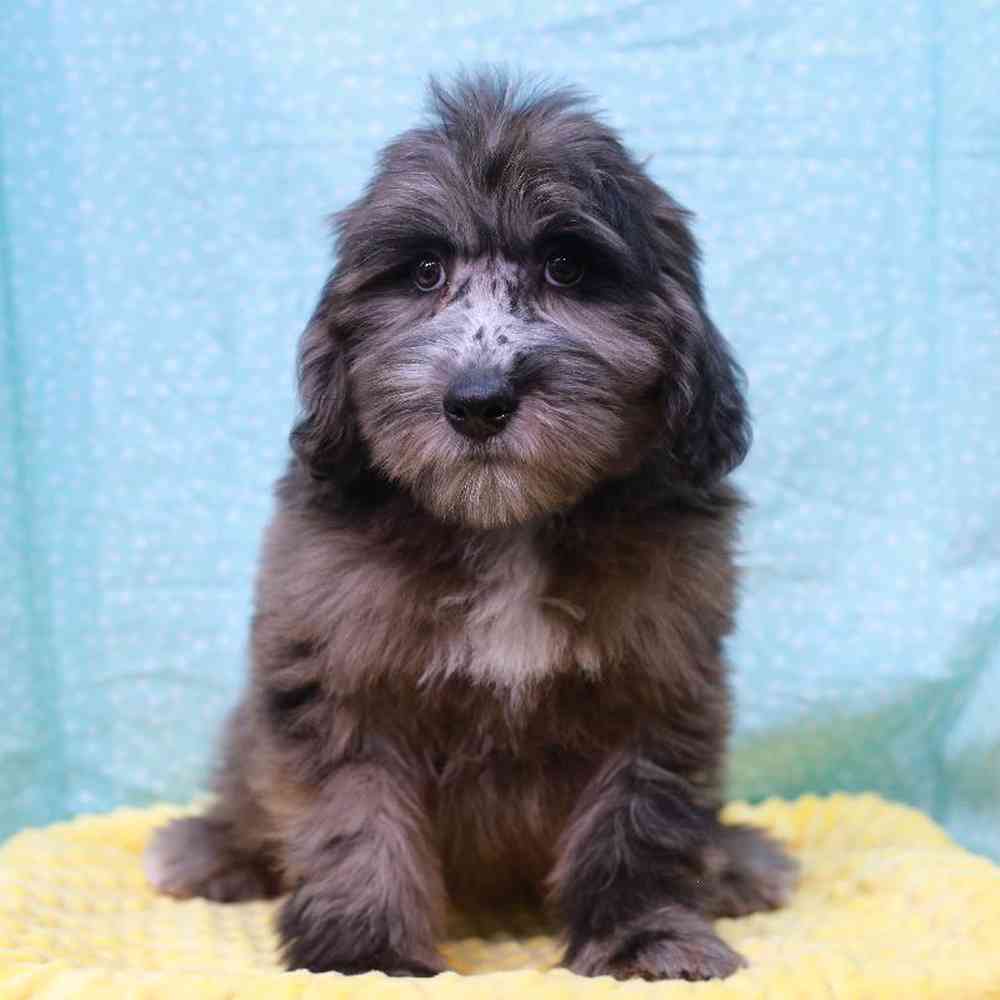 Male Whoodle Mini Puppy for sale
