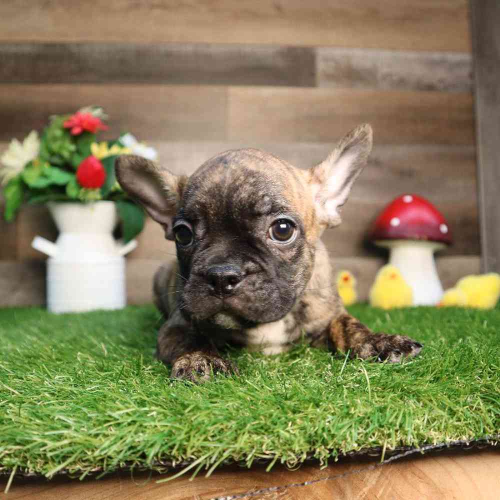 Male Frenchton Puppy for Sale in Blaine, MN