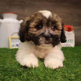 Teddy Bear