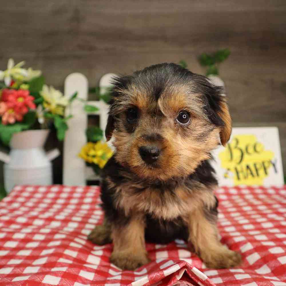 Female Yorkshire Terrier Puppy for Sale in Blaine, MN