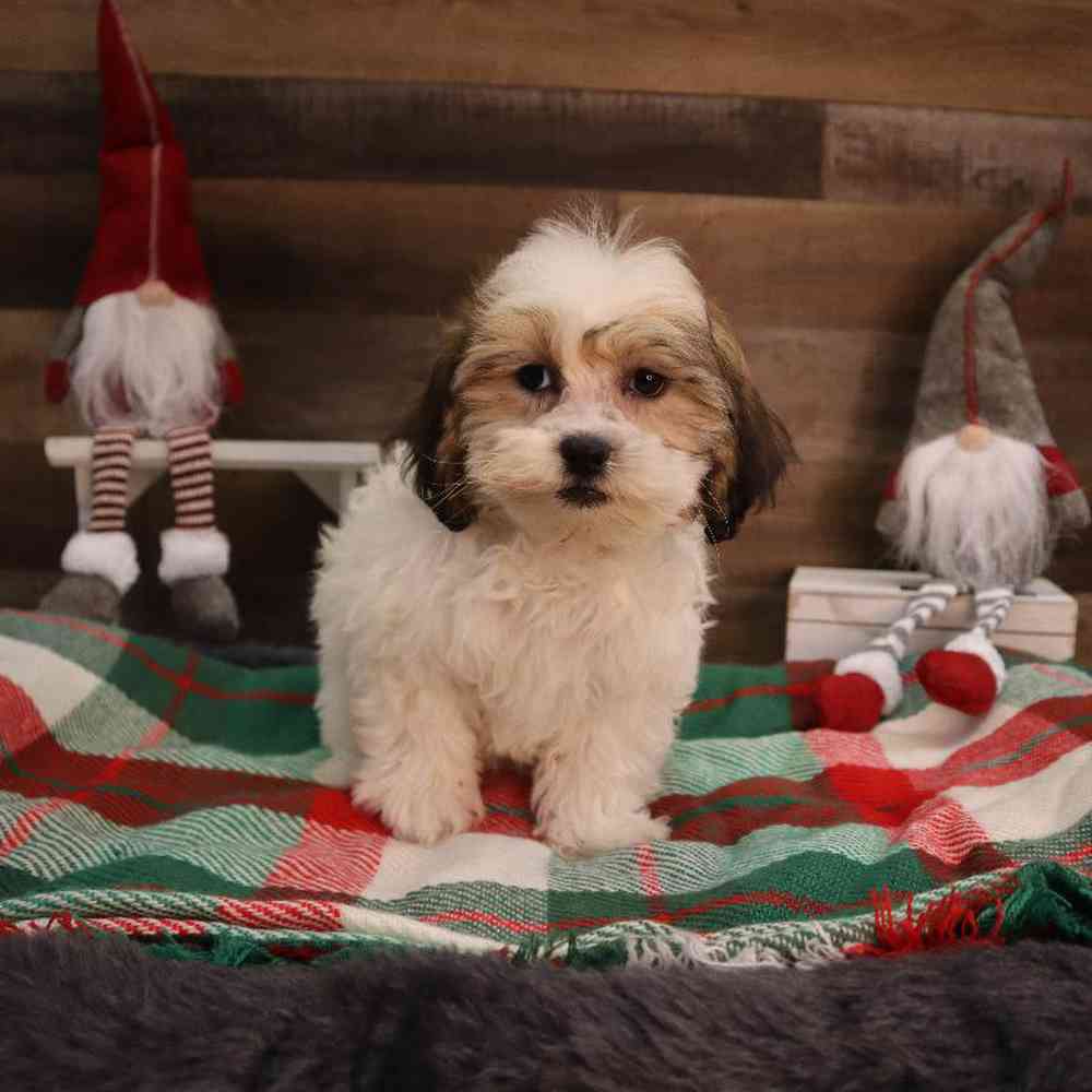 Female Shorkie Puppy for sale