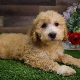 Mini Goldendoodle