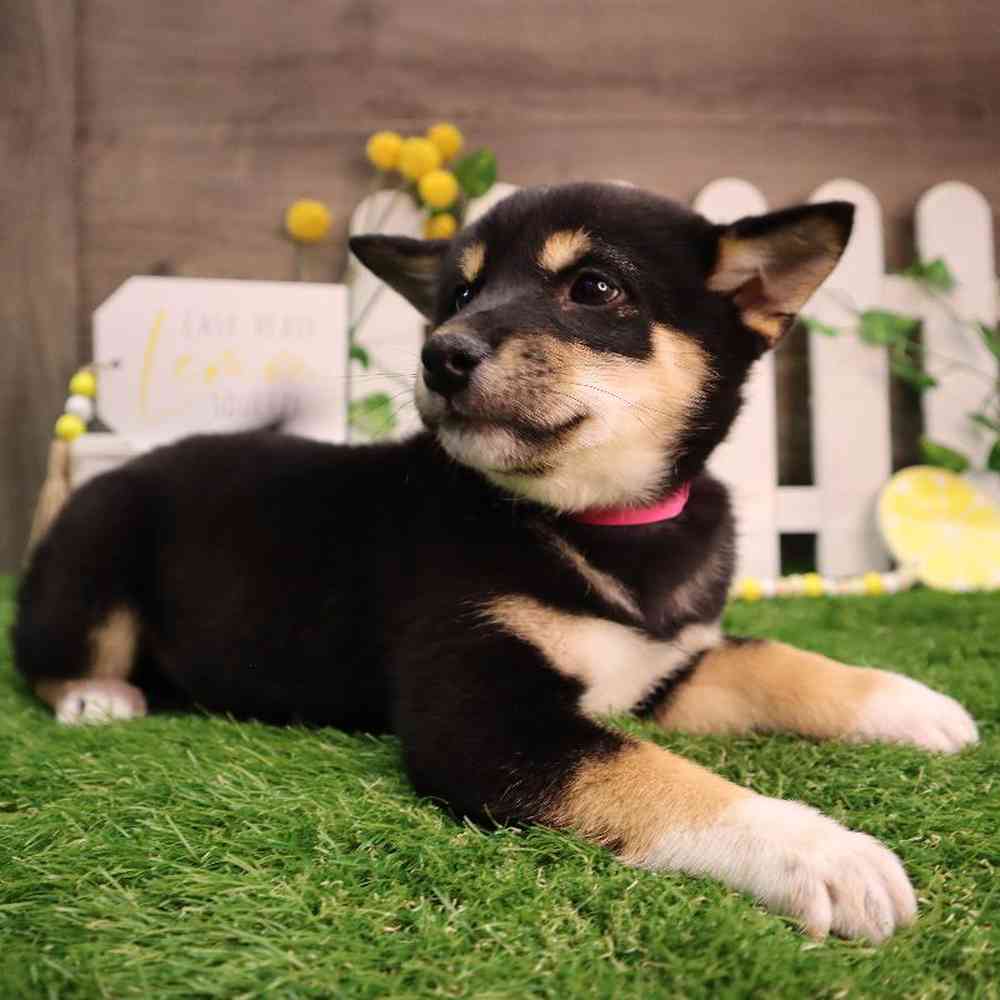 Female Shiba Inu Puppy for Sale in Blaine, MN