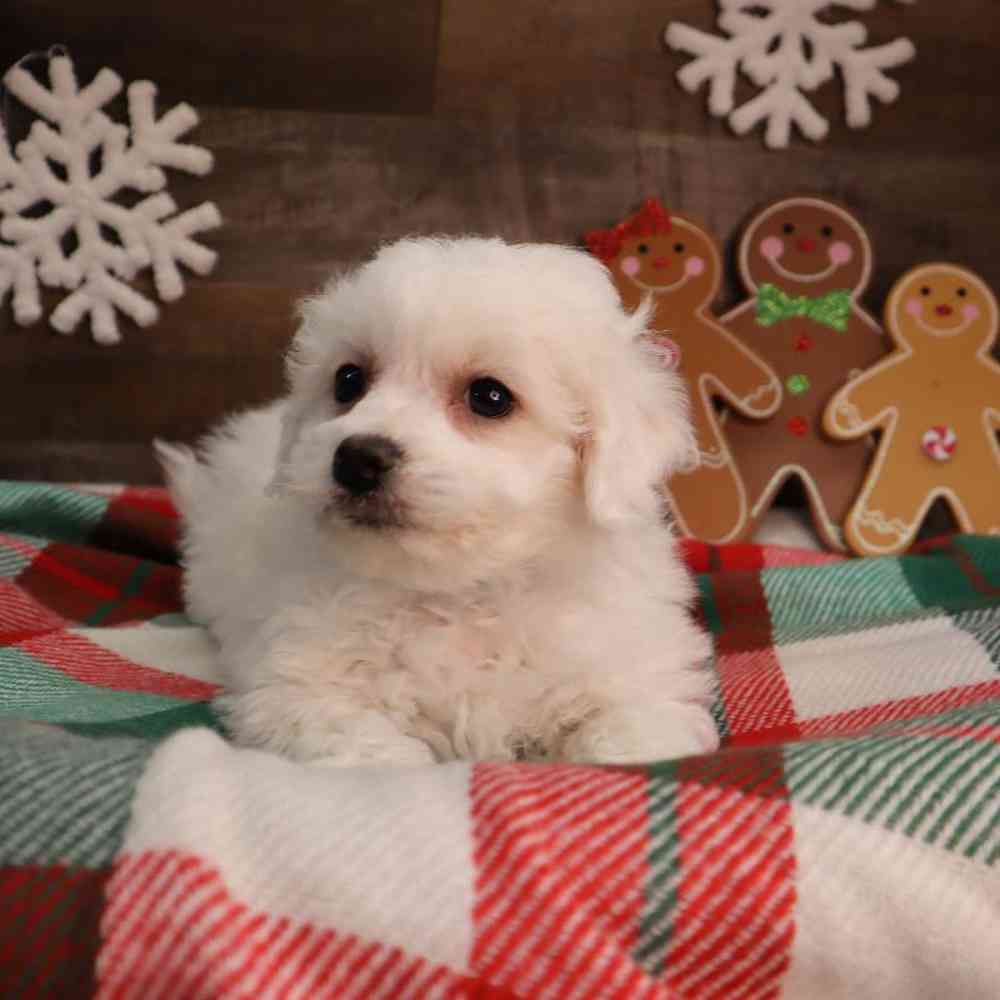 Male Bichon Frise Puppy for Sale in Blaine, MN