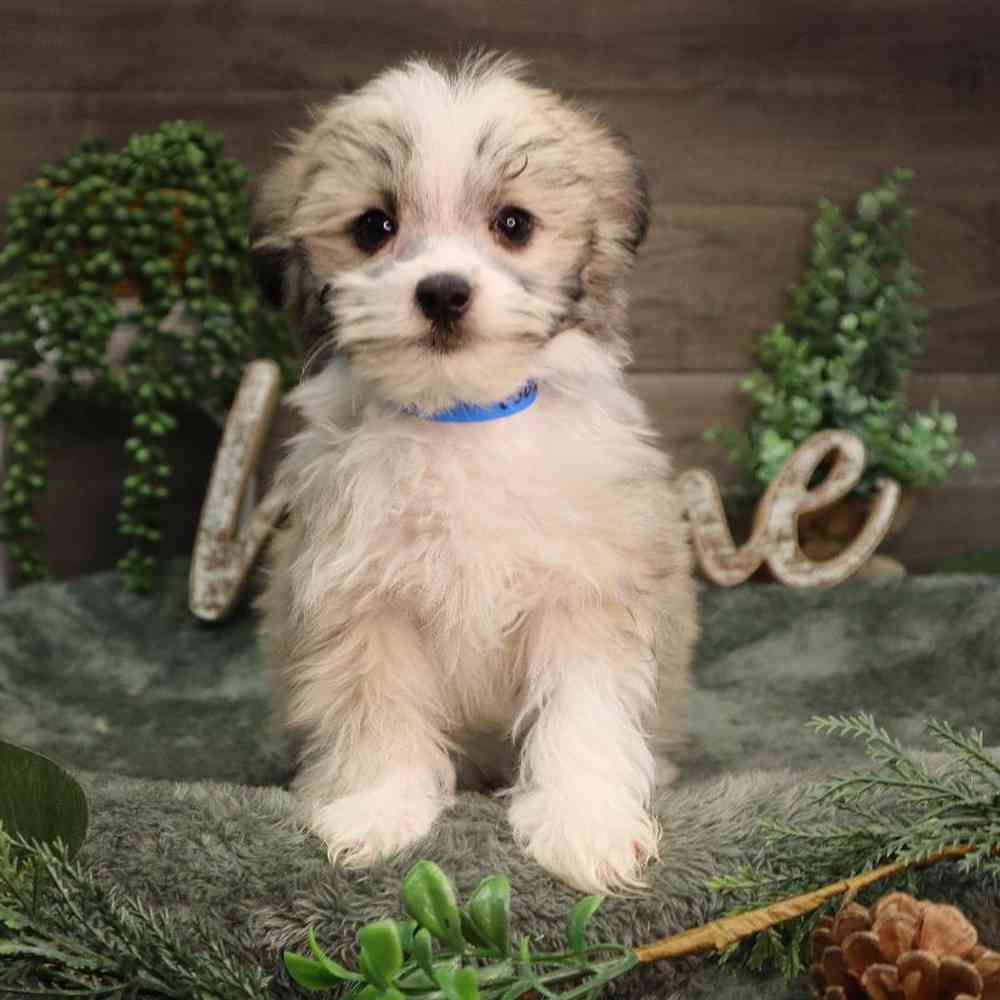 Male PomChi-Maltese Puppy for Sale in Blaine, MN