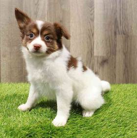 Papillon