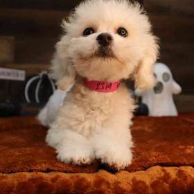 Teddy Bear