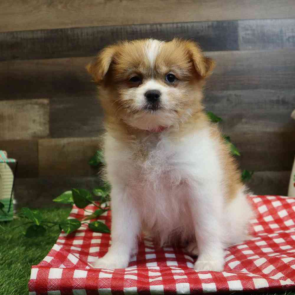 Female Shih Tzu-Rat Terrier Puppy for sale