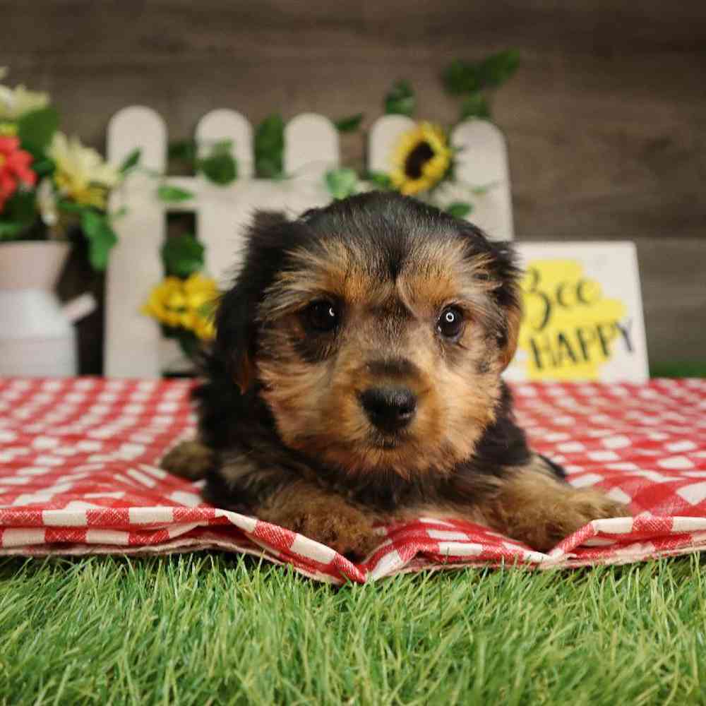 Female Yorkshire Terrier Puppy for Sale in Blaine, MN