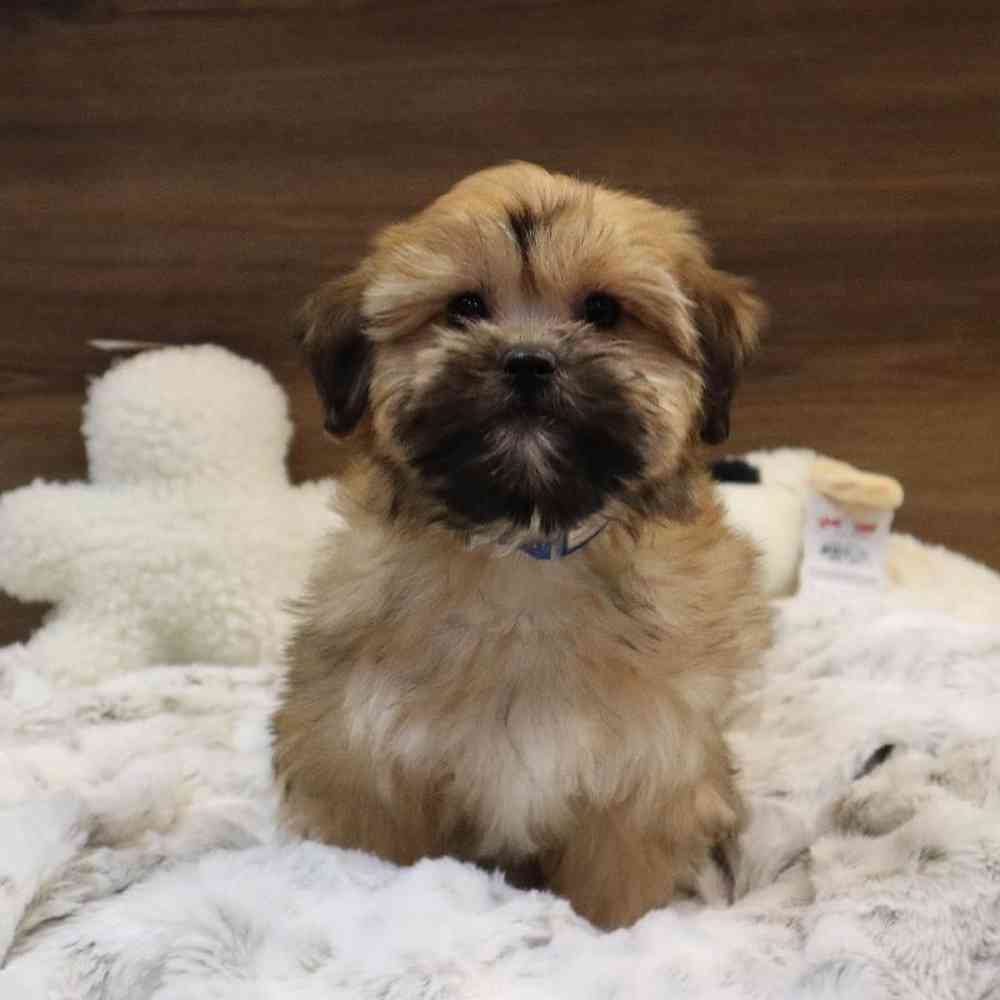 Female Teddy Yorkie Puppy for sale