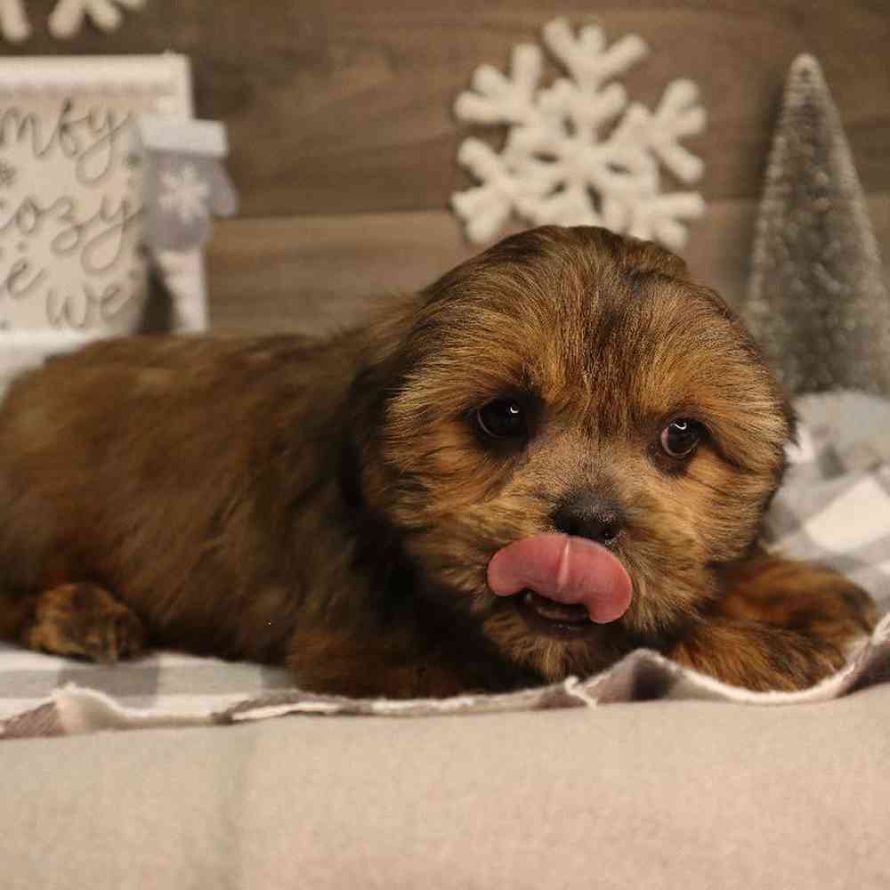 Female Lhasa Shorkie Puppy for Sale in Blaine, MN