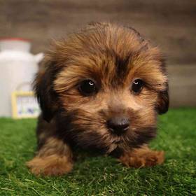 Teddy Yorkie