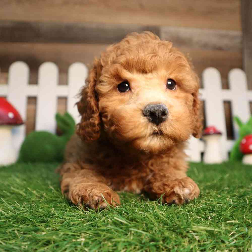 Male Mini Poodle Puppy for Sale in Blaine, MN