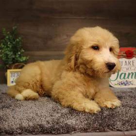 Mini Goldendoodle