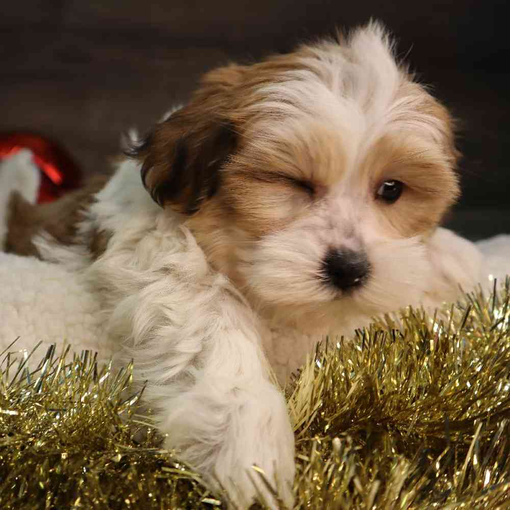 Female Teddy Yorkie Puppy for Sale in Blaine, MN