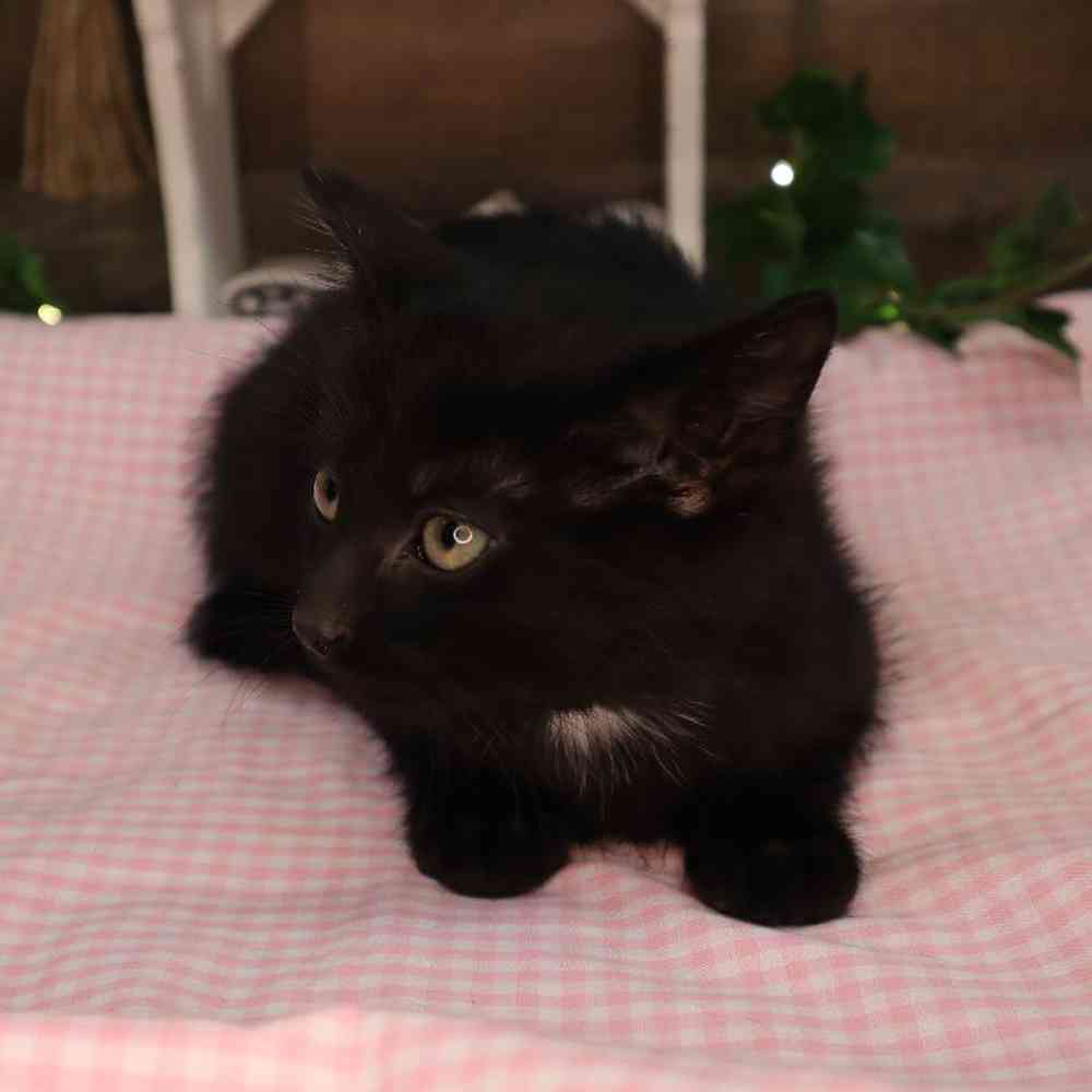 Male Kitten Kitten for Sale in Blaine, MN