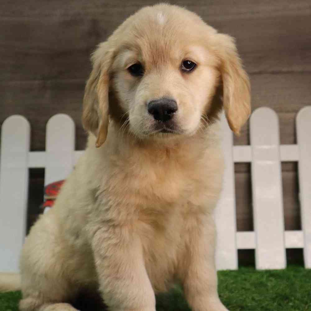 Female Golden Retriever Puppy for Sale in Blaine, MN