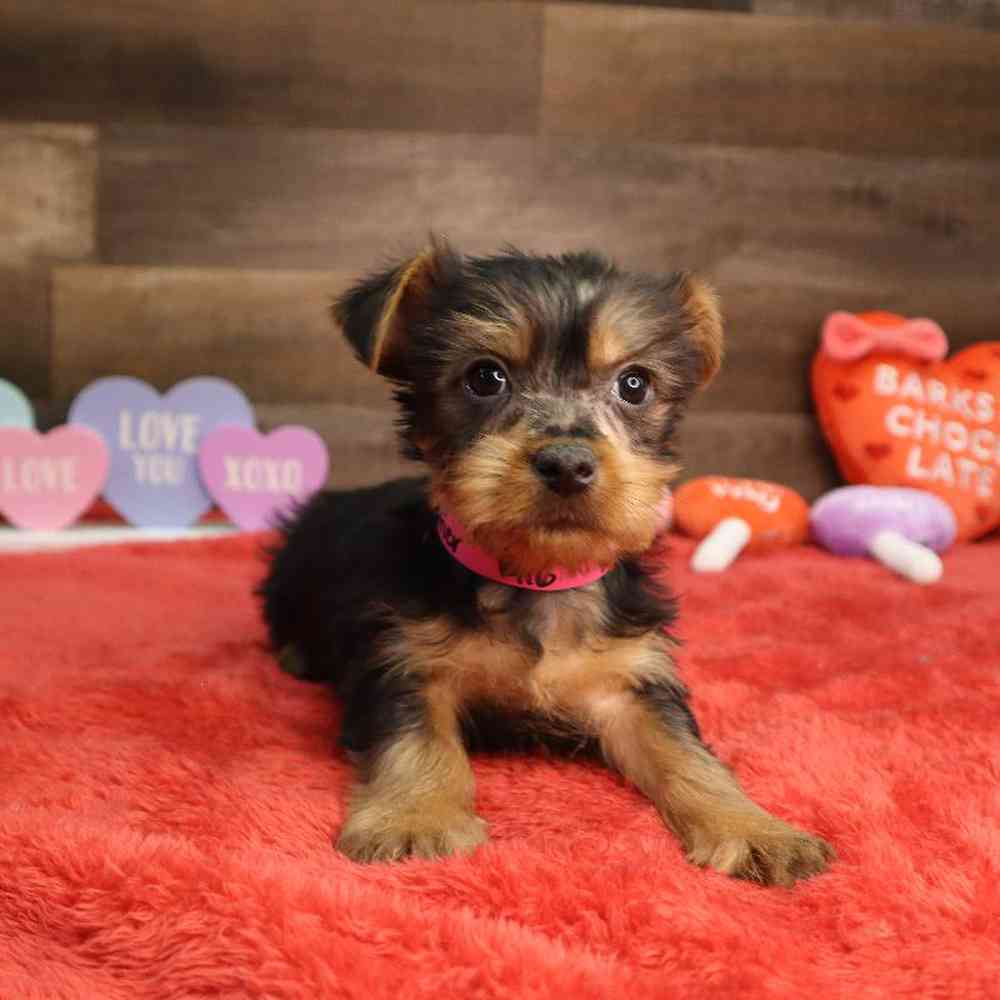 Female Silky Terrier Puppy for Sale in Blaine, MN