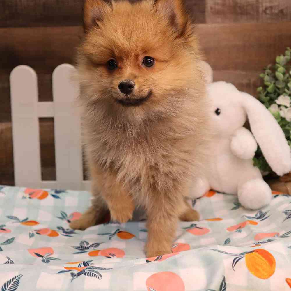 Male Pomeranian Puppy for Sale in Blaine, MN