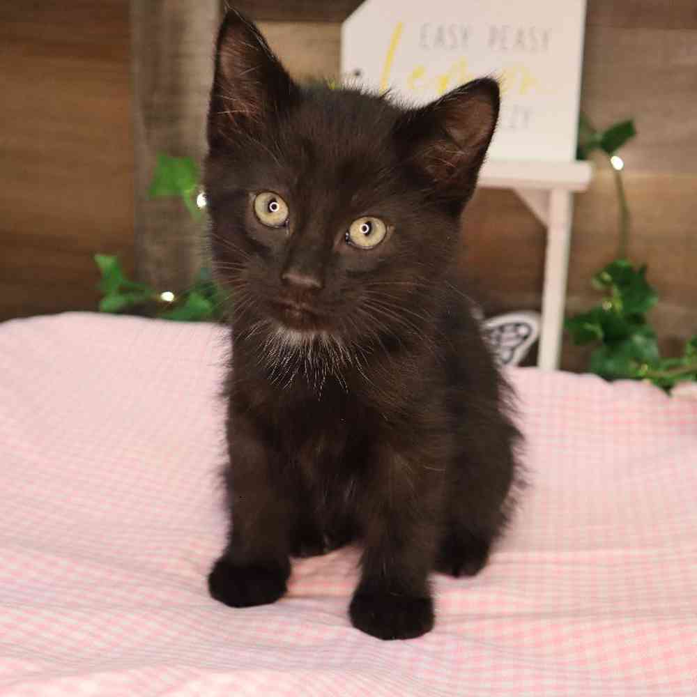 Male Kitten Kitten for Sale in Blaine, MN