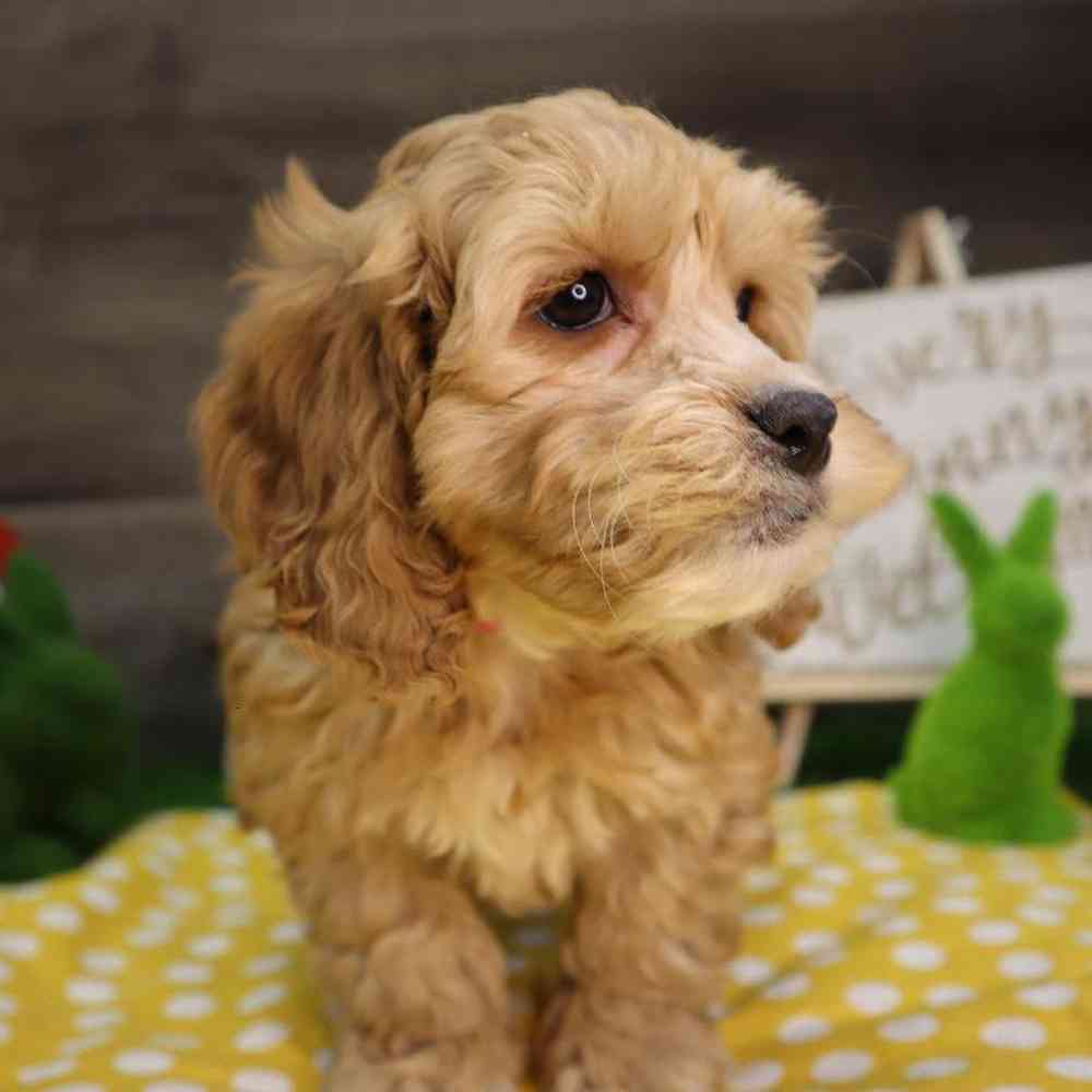 Female Cockapoo Puppy for Sale in Blaine, MN