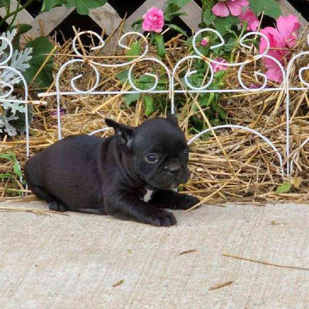 Male Frenchton Puppy for sale