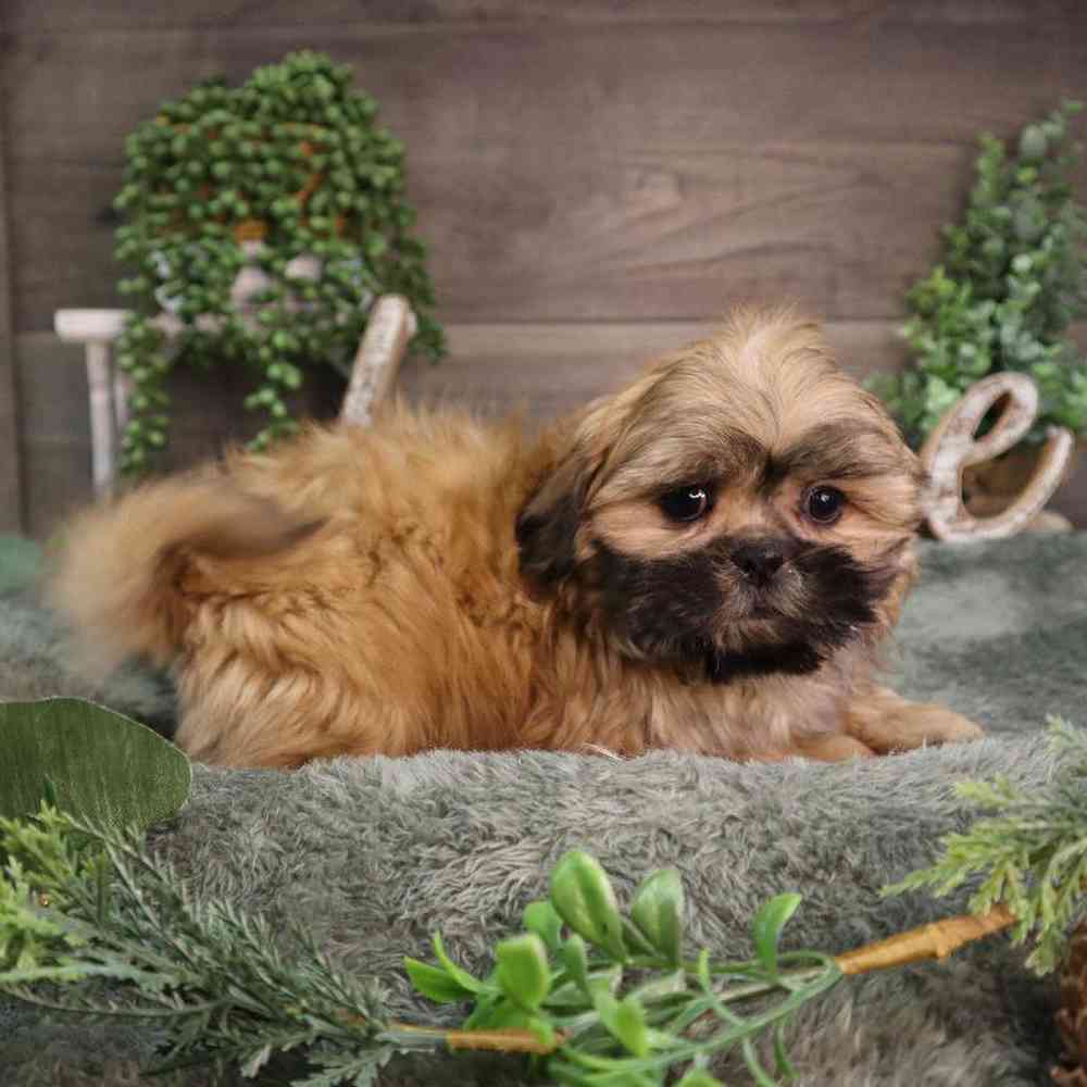 Male Shih Tzu Puppy for Sale in Blaine, MN