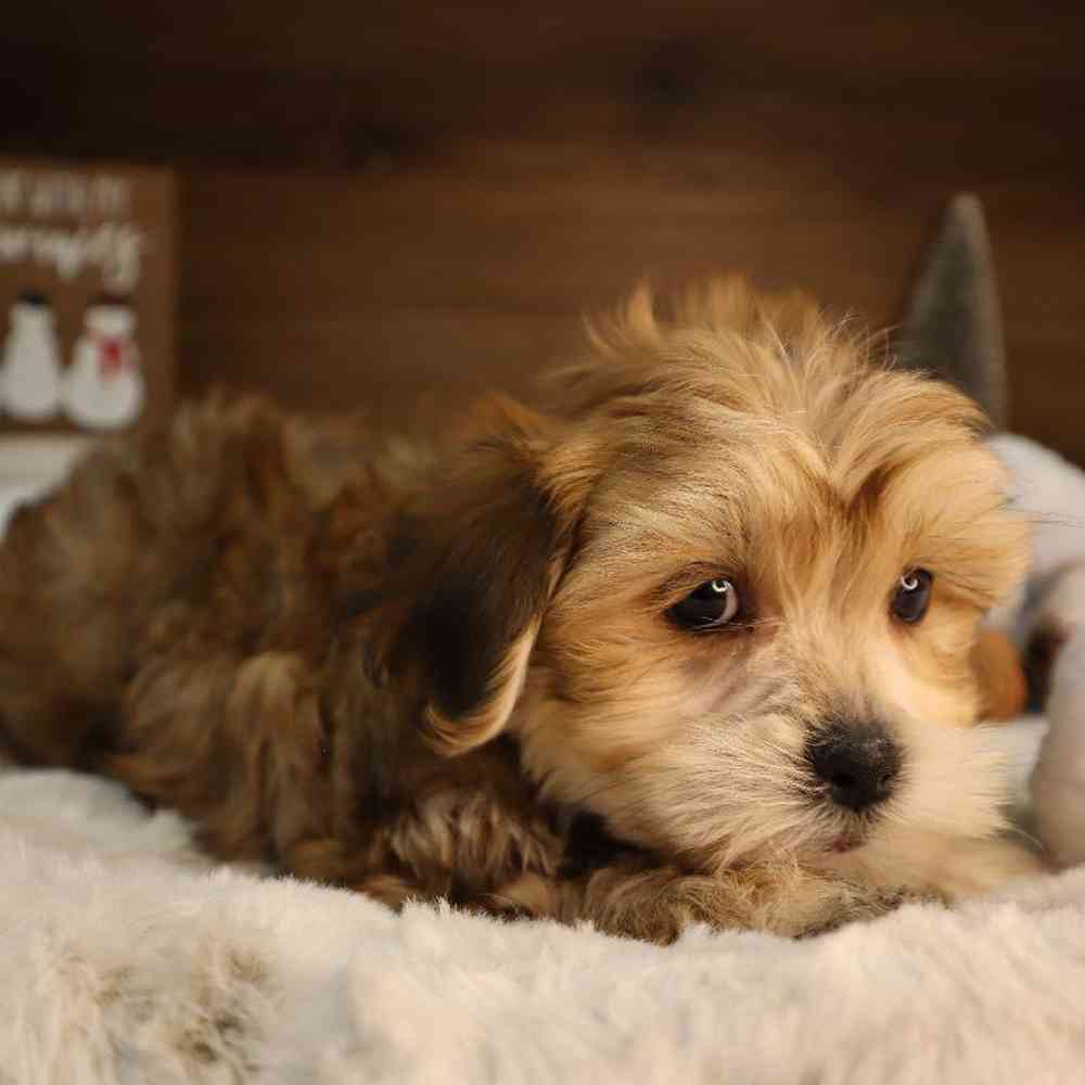 Male Teddy Yorkie Puppy for Sale in Blaine, MN