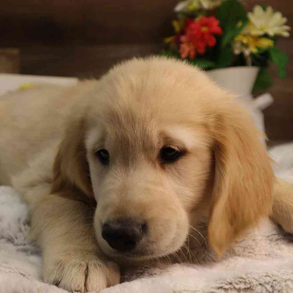 Male Golden Retriever Puppy for Sale in Blaine, MN