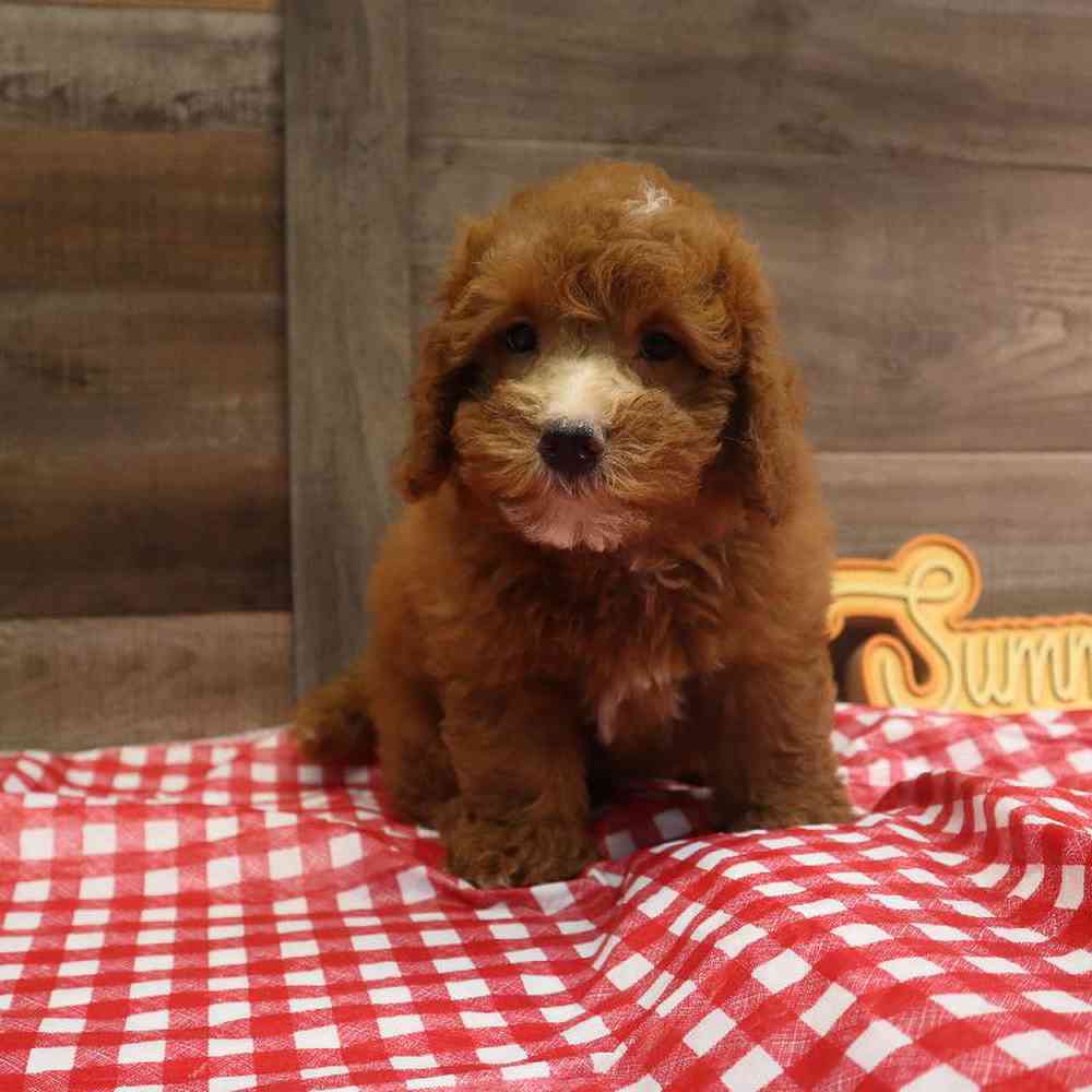 Male Mini BerneDoodle Puppy for sale