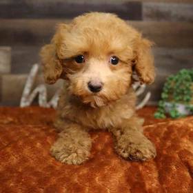 Mini Poodle