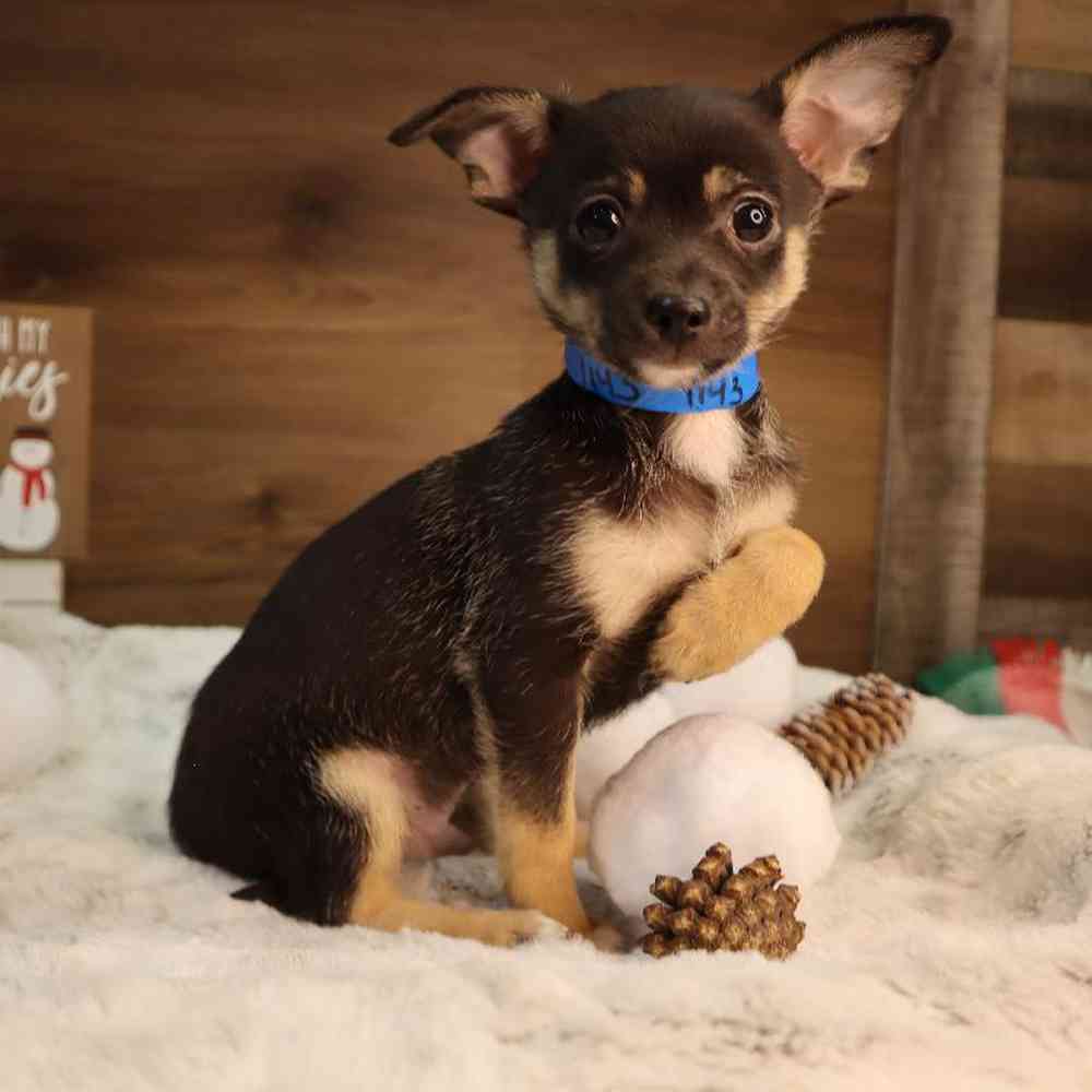 Male Chihuahua Puppy for Sale in Blaine, MN