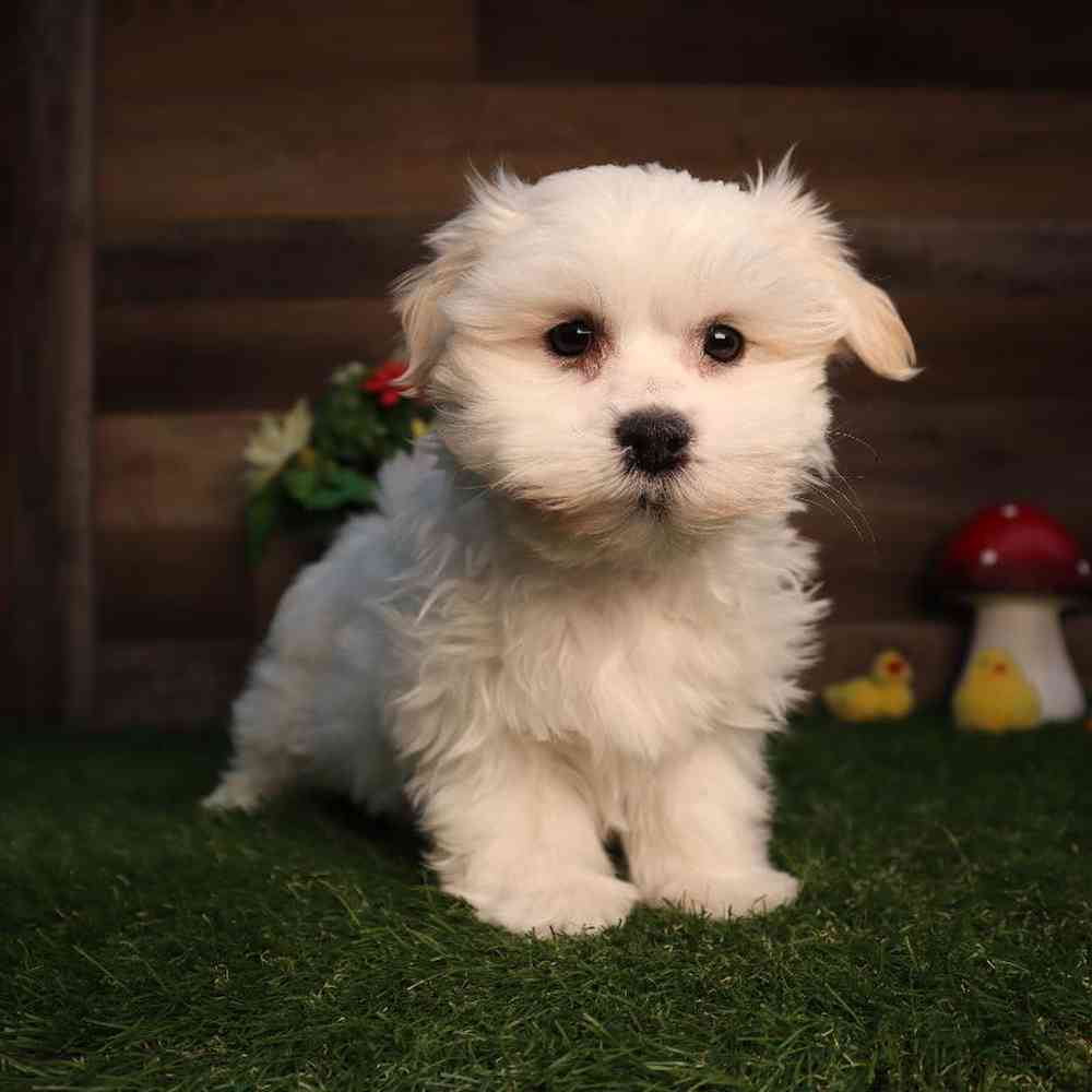 Male Maltese Puppy for Sale in Blaine, MN