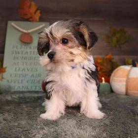 Morkie