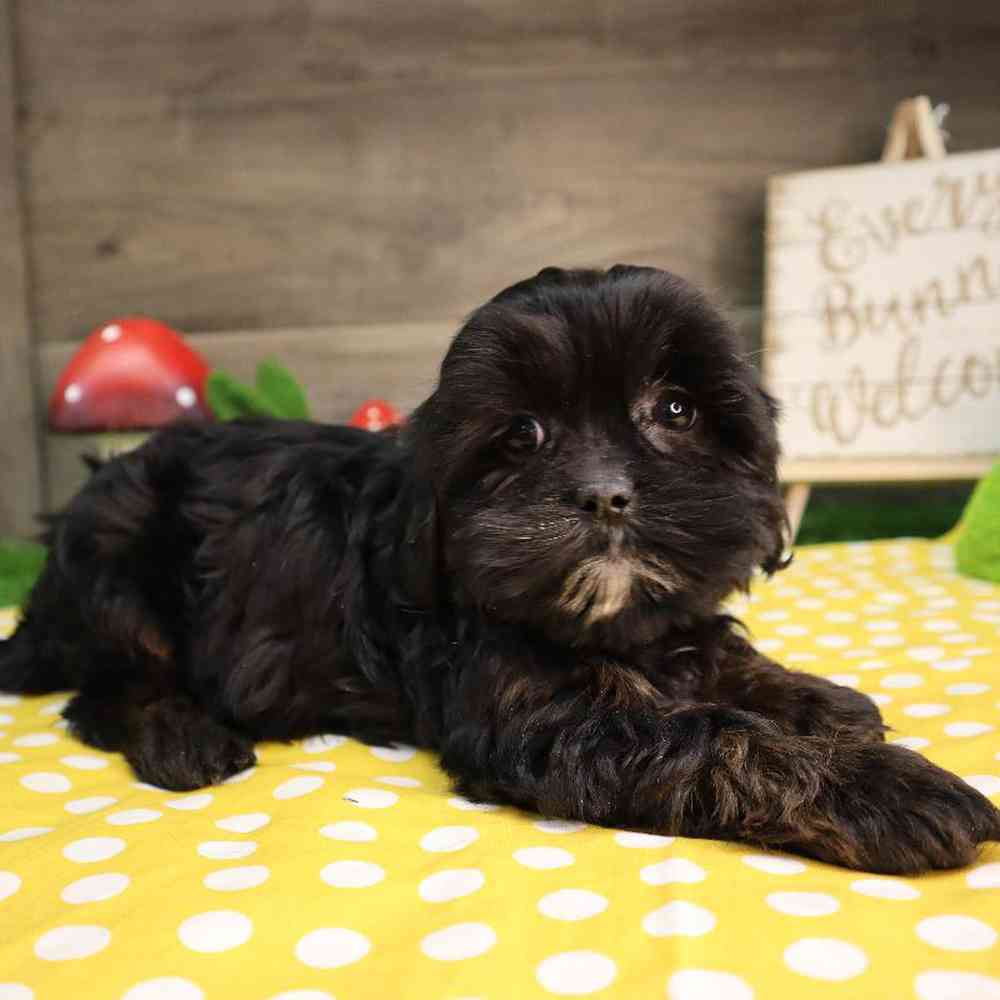 Female Teddy Poo Puppy for Sale in Blaine, MN