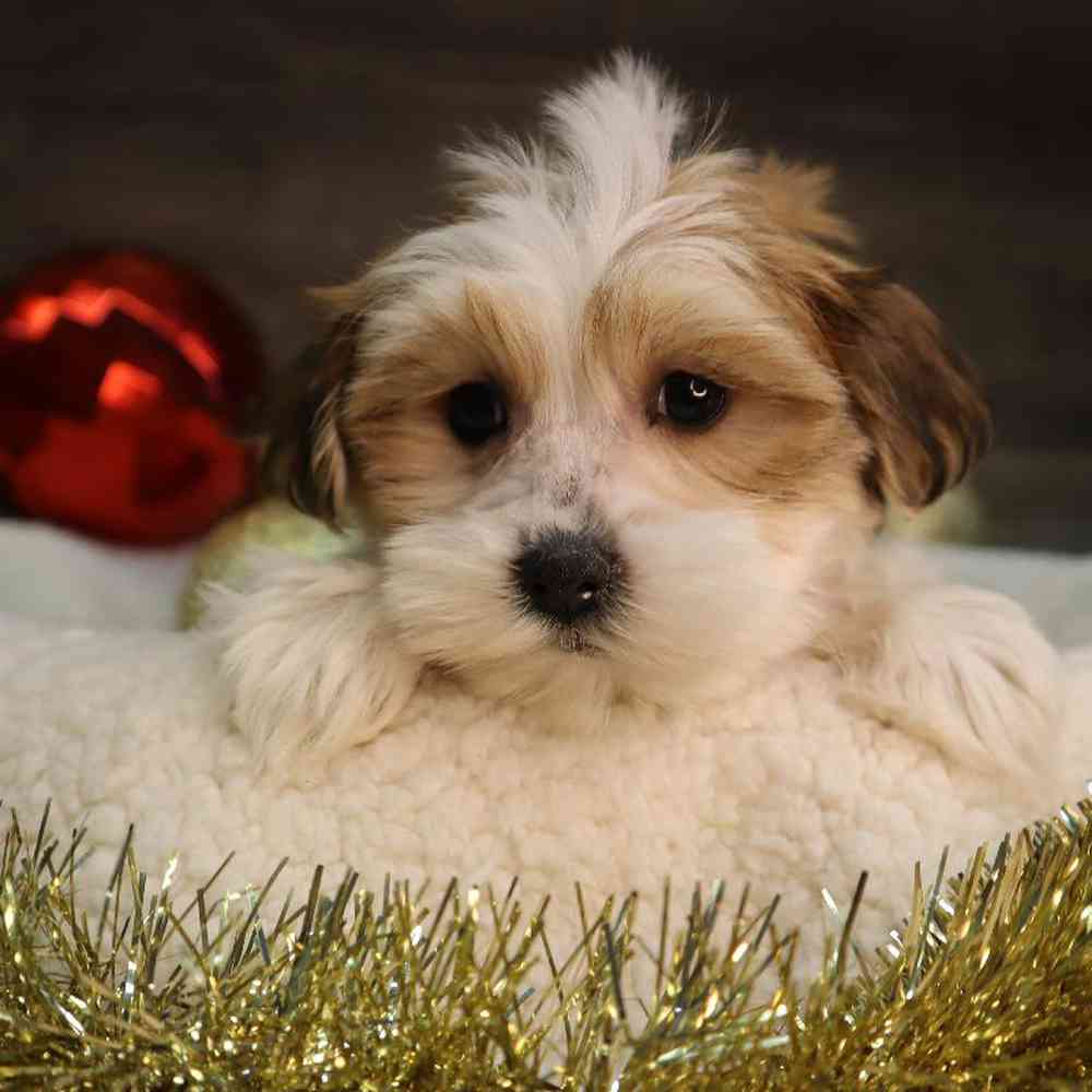 Female Teddy Yorkie Puppy for Sale in Blaine, MN