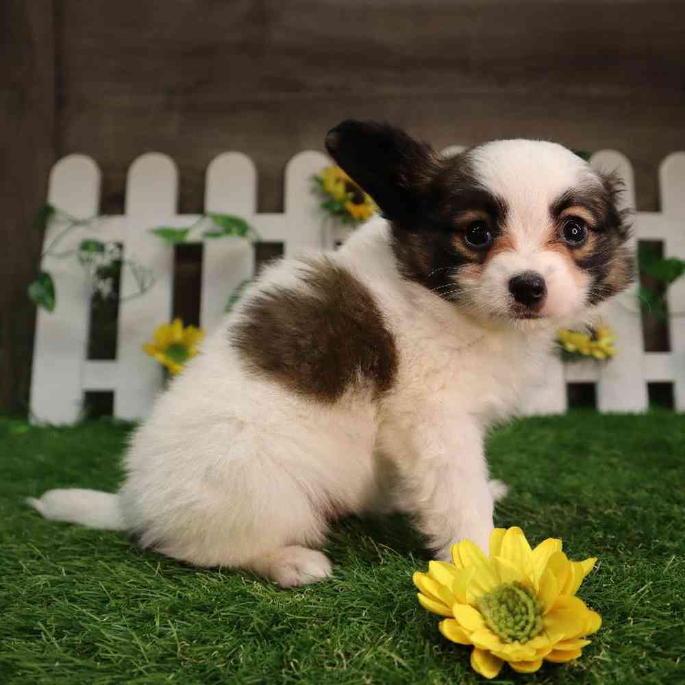 Male Papillon Puppy for Sale in Blaine, MN