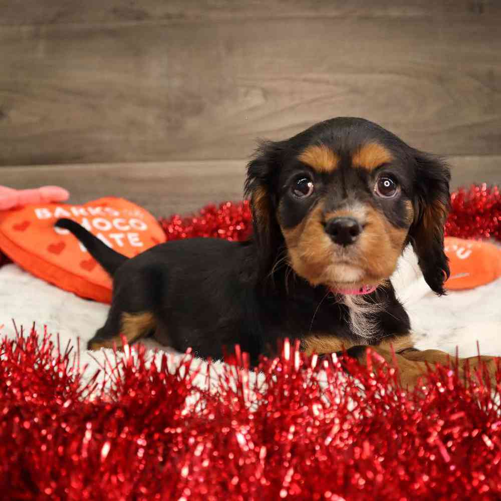 Female Cavalier King Charles Spaniel Puppy for Sale in Blaine, MN