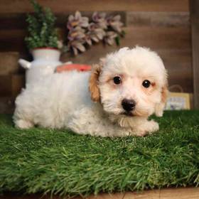 Bichon-Poo