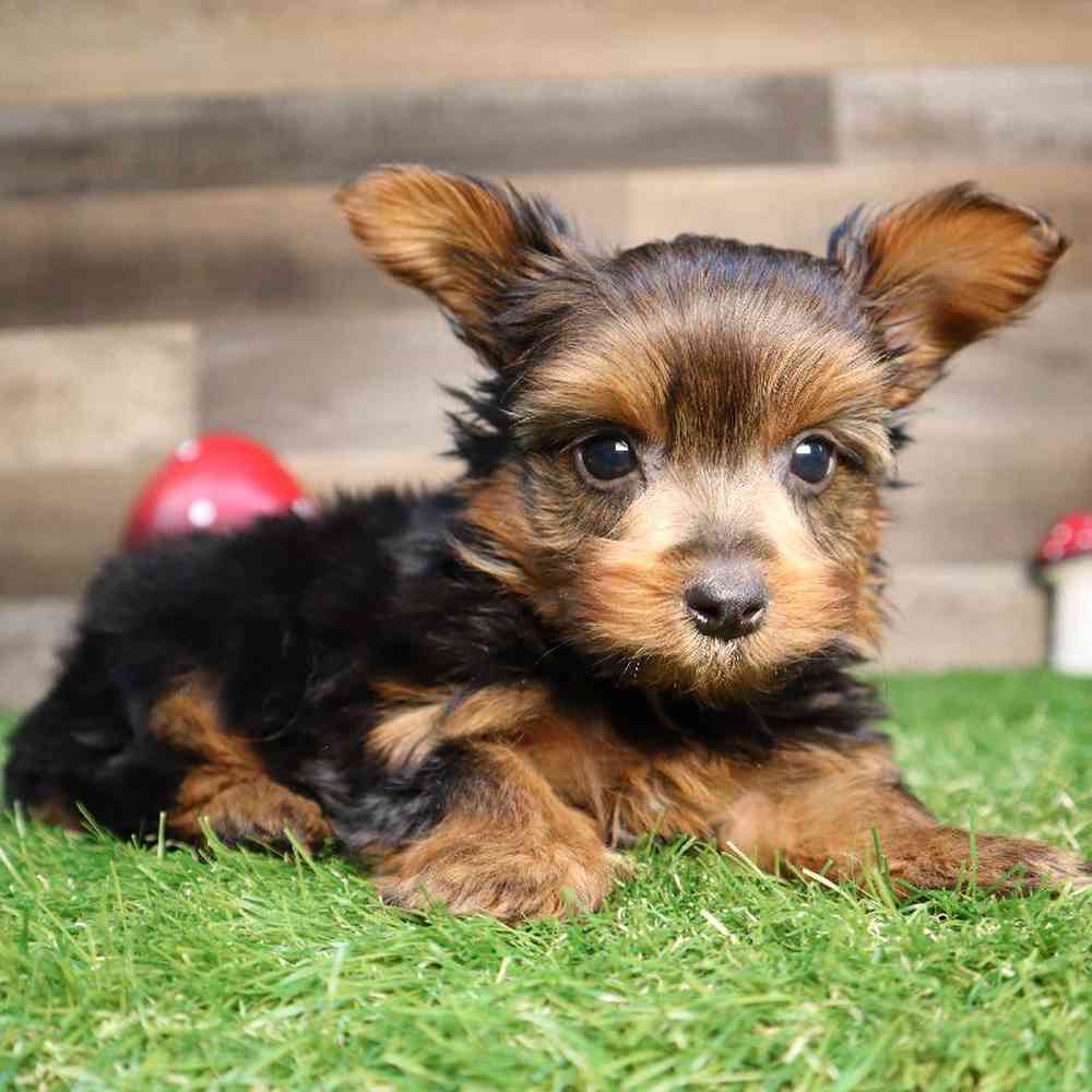Male Yorkshire Terrier Puppy for Sale in Blaine, MN